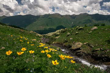 yellow flowers and a mountain stream in the arkhyz valley