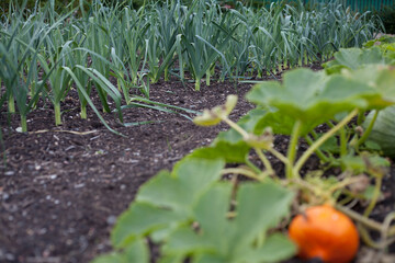 Red kuri pumpkin and leeks in vegetable garden.