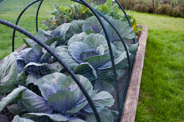 Violet brassica plants in the vegetable garden under mesh protecting from cabbage fly and butterfly.