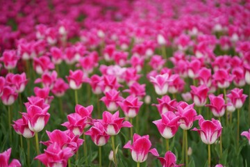 Tulip field. Beautiful tulip among tulips. Pink tulips with white stripe close-up. Growing flowers in spring.