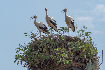 Three white storks (Ciconia ciconia) stand in a nest