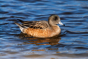 Female American Wigeon (Mareca americana) swimming in a pond..