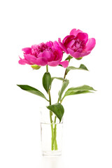 Two pink peonies in a glass vase isolated on white background. Floral card design