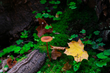 mushroom in the forest