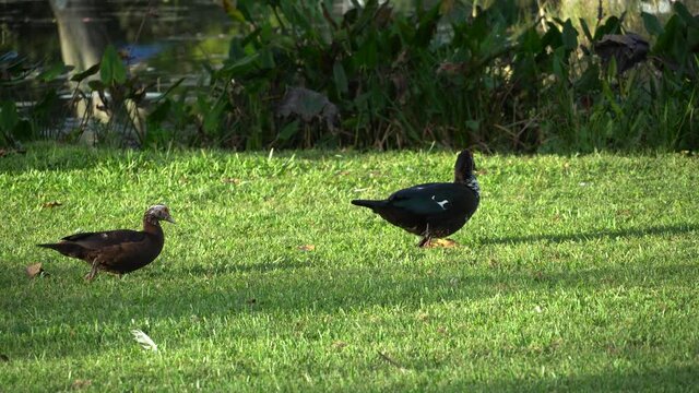 Male and female wild Muscovy Ducks walking across park lawn to edge of tropical pond; black and white Muscovy Ducks with red head, long view tracking shot