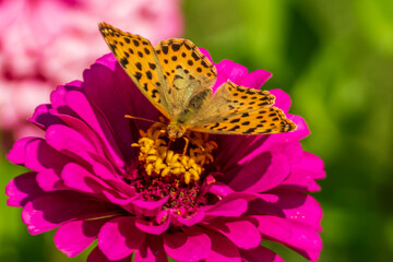 Mother of pearl butterfly on a flower.
