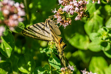 Butterfly (Scarce Swallowtail) on a flower.