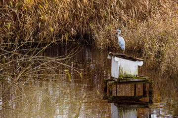 A grey heron ardea cinerea	