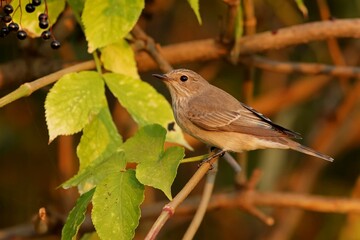 robin on a branch