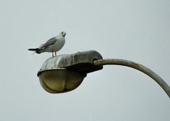 sea gull on a lamppost
