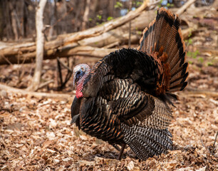 Male Wild Turkey (Meleagris gallopavo) with feathers puffed up in a courtship pose