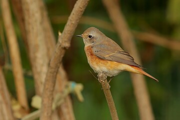 robin on a branch