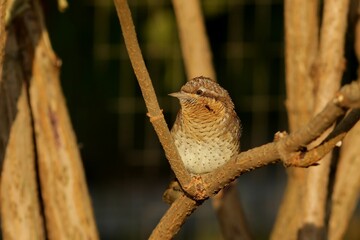 lizard on a tree branch