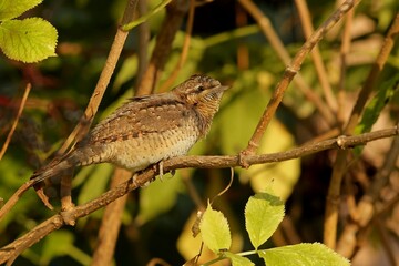 bird on a branch