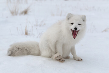 Arctic fox