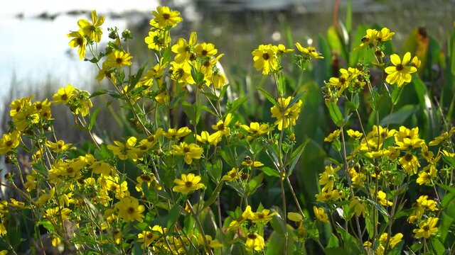 Bright yellow flowers on bush at edge of tropical pond in southwest Florida in late afternoon light--sun light highlights flowers
