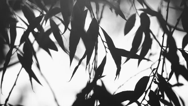 Black and white abstract 4k video footage of dark silhouettes of tree branches with fresh green foliage isolated on light natural background
