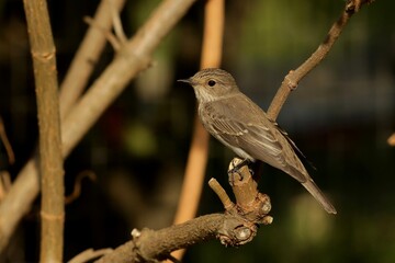 robin on a branch