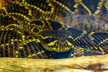 snake coiled with head resting on body
