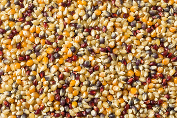 Dry Organic Assorted Rainbow Popcorn