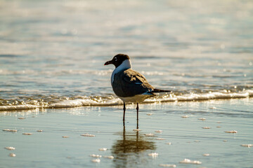 black headed gull on the beach