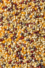 Dry Organic Assorted Rainbow Popcorn