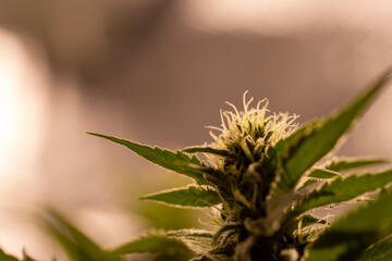 Naklejka na ściany i meble Floraison fleur de cannabis - cbd - fleur en tente