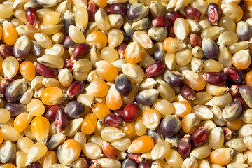 Dry Organic Assorted Rainbow Popcorn