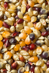 Dry Organic Assorted Rainbow Popcorn