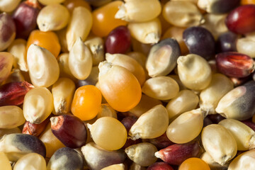 Dry Organic Assorted Rainbow Popcorn