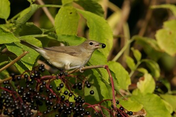 robin on a branch