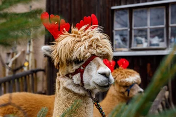Deurstickers portrait of an alpaca like a  xmas reindeer  © hecke71