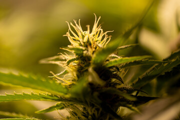 Floraison fleur de cannabis - cbd - Culture extérieur