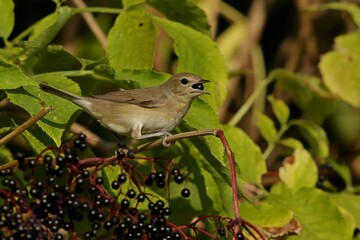 robin on a branch