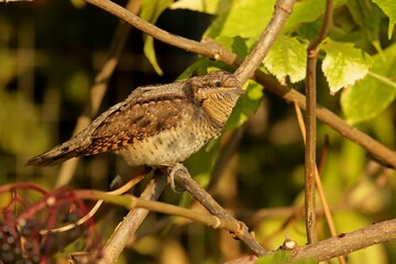 bird on a branch