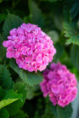 A bush of blooming hydrangea with two bright pink buds. The background of the image is out of focus. Vertical image.