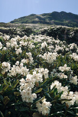 flowers in the mountains