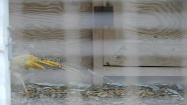 Tracking Shot Of Caged Golden Pheasant Bird Pacing Back And Forth