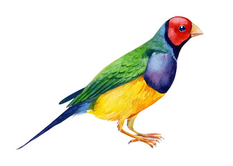 Fototapeta na wymiar Colorful tropical birds. Amadines watercolor illustration. Australia amadina bird