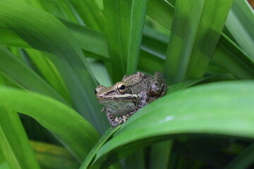 Obraz premium frog on a leaf
