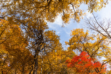 Autumn seasoan landscape in forest
