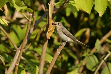 bird on a branch