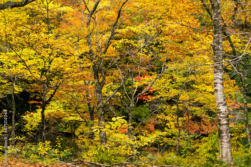 Wall mural autumn forest with different color of tree