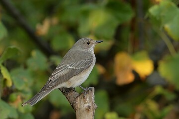 robin on a branch