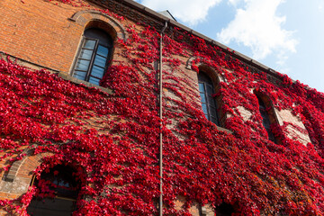 Red maple leaves cover red brick building wall