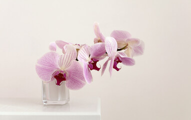 Pink phalaenopsis orchid flower in white bowl on beige interior. Selective soft focus. Minimalist...