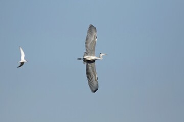 white dove flying in flight