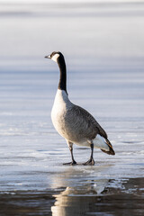 Canadian Goose standing on the ice of a frozen pond