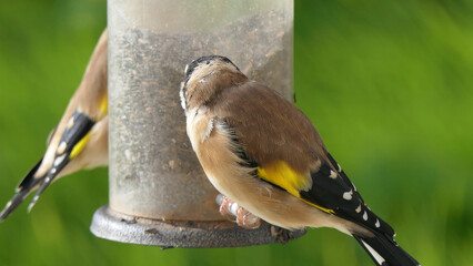 Goldfinch chick feeding from Tube peanut seed Feeder at table