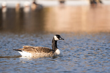 Canadian Goose Geese swimming in pond